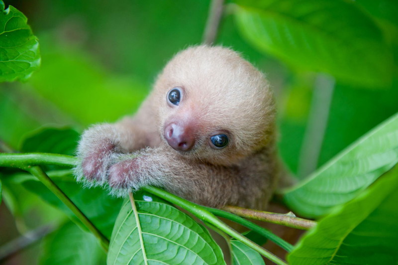 Illustration for article titled "Unbelievably Cute Pictures of Rescued Baby Sloths"